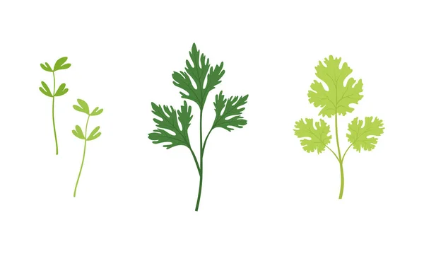 Salade Groene Bladeren en Bladgroenten Set, Waterkers, Peterselie, Fenegriek, Biologisch Veganistisch Gezonde Vector Illustratie — Stockvector