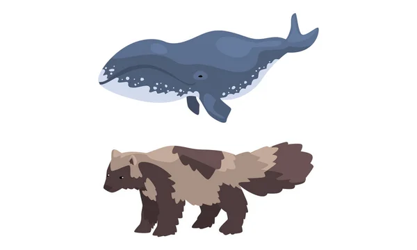Set di animali polari, cane procione artico e illustrazione vettoriale del fumetto della balena assassina — Vettoriale Stock