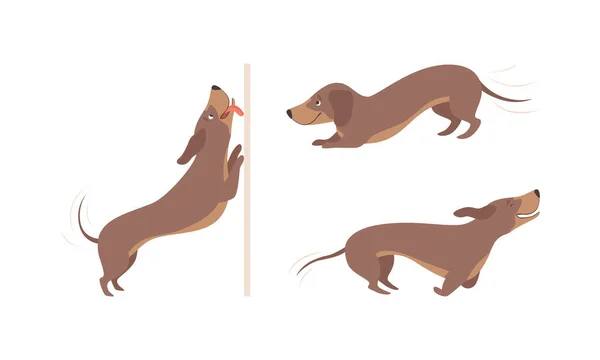 ( 영어 ) Cute Brown Dachshund Dog in Various Poses Set, Adatible Funny Pet Animal Cartoon Vector Illustration — 스톡 벡터