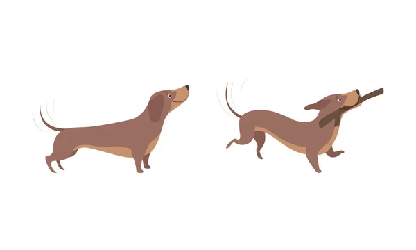 Lindo conjunto de actividad de perro Dachshund marrón, adorable mascota divertida animal de dibujos animados Vector ilustración — Vector de stock