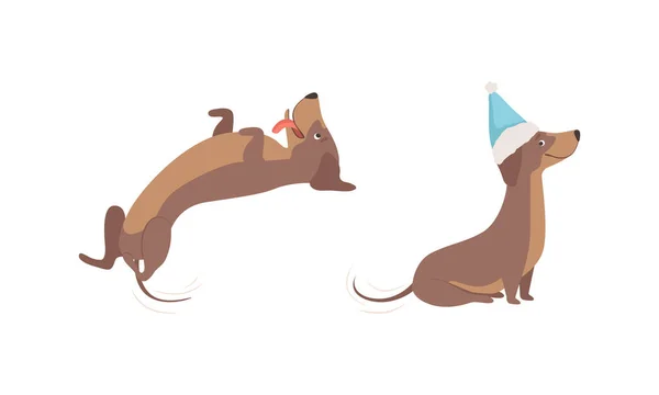 Cute brązowy jamnik pies w różnych pozów zestaw, Uroczy zabawny zwierzę animowany wektor ilustracji — Wektor stockowy