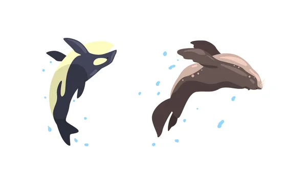 Orca realizando em Dolphinarium ou Oceanarium Cartoon Vector Ilustração — Vetor de Stock