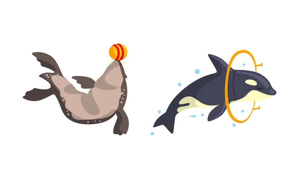 Orca Uitvoerend met Ball en Hula Hoop in Dolfinarium of Oceanarium Cartoon Vector Illustratie — Stockvector