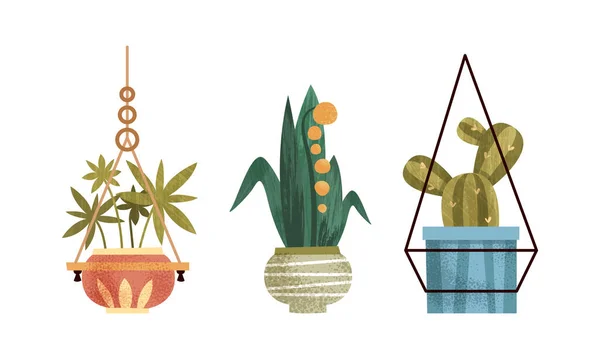 Collection of Indoor Plants in Pots, Potted Plants, Home or Office Cozy Interior Design Flat Vector Illustration — 스톡 벡터