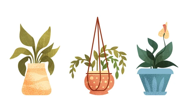Collection of Indoor Plants in Pots, Home or Office Cozy Interior Design Flat Vector Illustratio — 스톡 벡터