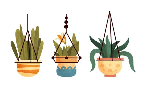 Collection of Indoor Plants in Pots, Hygge potted succculents Flat Vector Illustration — 스톡 벡터