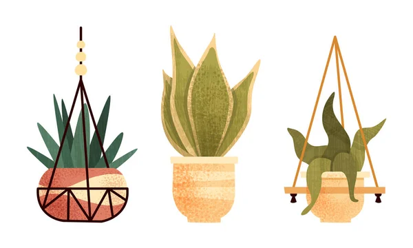 Συλλογή φυτών εσωτερικού χώρου σε γλάστρες, Hygge Potted Succulents, Αρχική Σελίδα ή Γραφείο Cozy Interior Design Flat Vector Illustration — Διανυσματικό Αρχείο