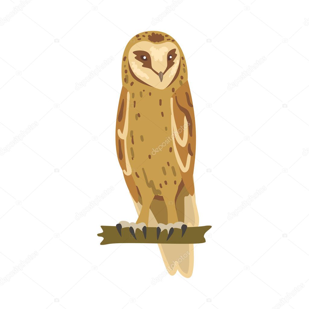 Perching Owl Bird with Broad Head and Sharp Talons Having Upright Stance Vector Illustration