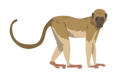 Capuchin Maymunu, Açık Kahverengi Sırtı ve Kremalı Yeraltı Vektör İllüzyonu ile Her Şeyi Gören Maymun rolünde