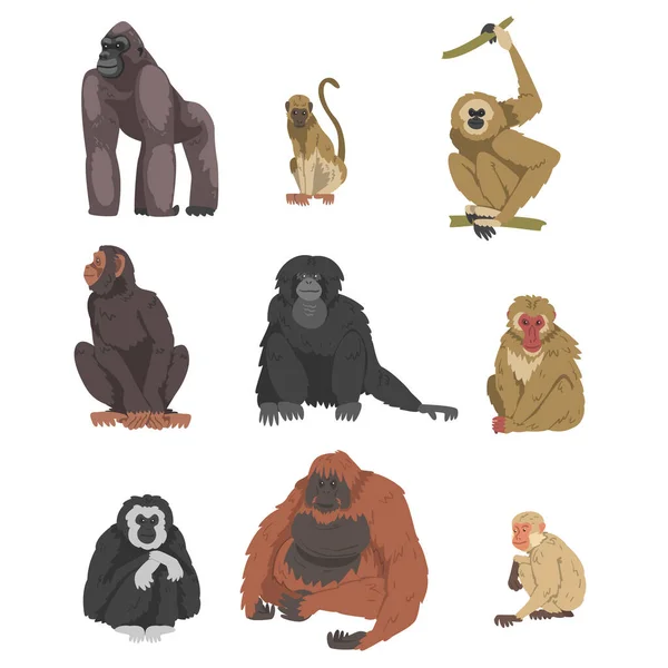 Mono como primado arbóreo y conjunto de vectores de mamíferos simios — Archivo Imágenes Vectoriales