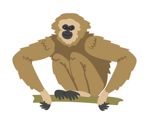 Singe Gibbon comme singe herbivore arboricole assis sur la branche de l'arbre Illustration vectorielle — Image vectorielle