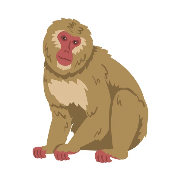 Macaque Πίθηκος ως φυτοφάγος πίθηκος σε καθιστή λάρνακα εικονογράφηση διάνυσμα — Διανυσματικό Αρχείο