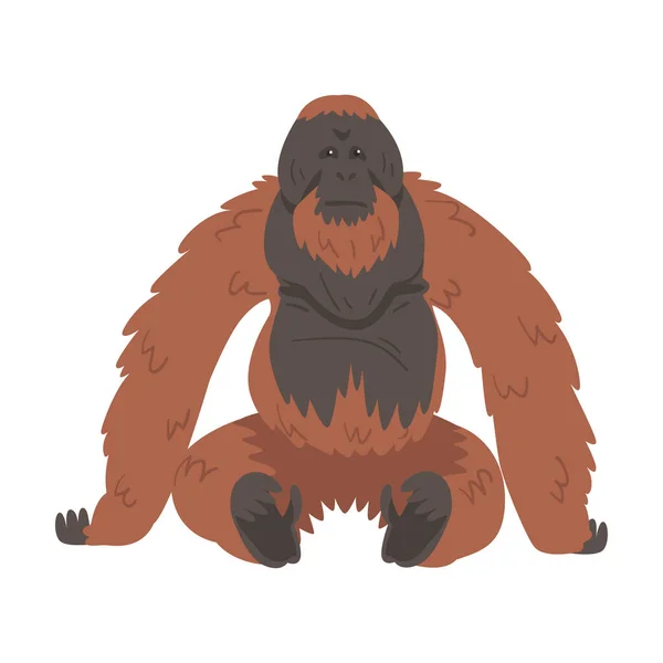 Orangutan Πίθηκος ως Arboreal Great Ape με μακριά χέρια Διάνυσμα Εικονογράφηση — Διανυσματικό Αρχείο