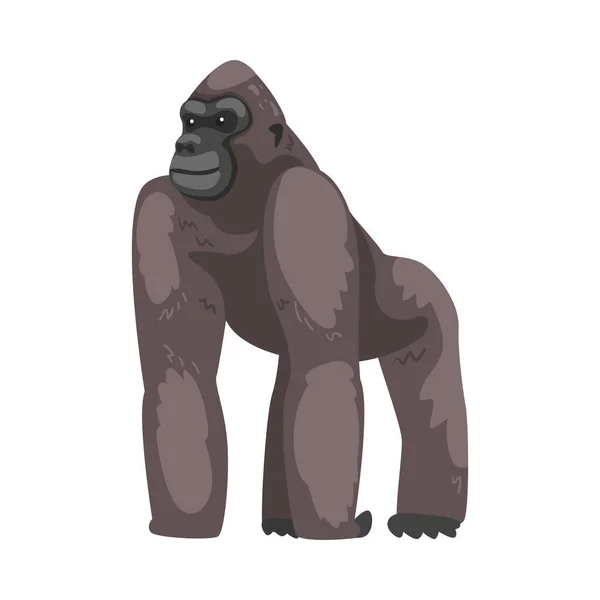 Gorilla majom, mint földi lakó növényevő Nagy Majom vektor illusztráció — Stock Vector