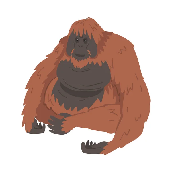 Scimmia di Orangutan come scimmia arborea grande con illustrazione vettoriale a braccia lunghe — Vettoriale Stock