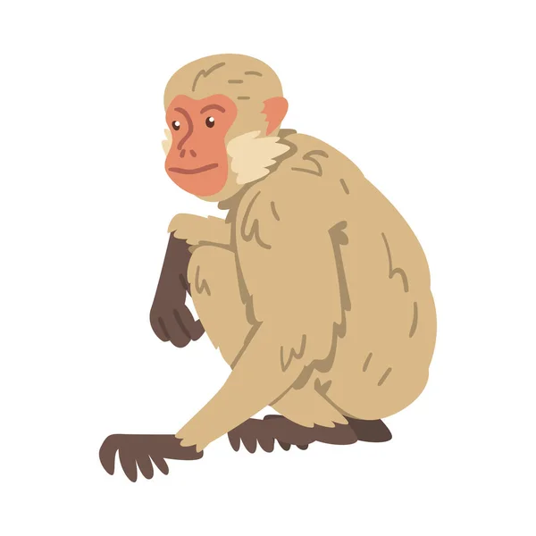 Singe comme singe herbivore arboricole en position assise Illustration vectorielle — Image vectorielle