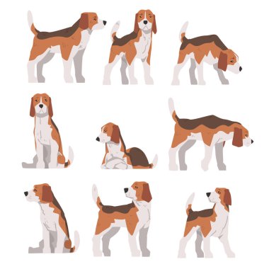 Small Beagle Dog Pet Animal in Different Poses Set, Hunting Dog with Brown White Coat and Long Ears Beagle Cartoon Vector Illustration vector Small Beagle Dog Pet Animal in Different Poses Set, Hunting Dog with Brown White Coat and Long Ears Beagle Cartoon Vector Illustration vector