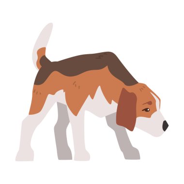 Küçük Av Köpeği Hayvan Hayvanı, Kahverengi Beyaz Ceketli Av Köpeği ve Uzun Kulaklı Bears Beagle Çizgi Filmi Vektör Çizimi