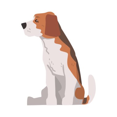 Şirin Oturan Beagle Köpek Hayvanı, Kahverengi Beyaz Ceketli Avcı Köpeği ve Uzun Kulaklı Bears Beagle Çizgi Filmi Vektör Çizimi