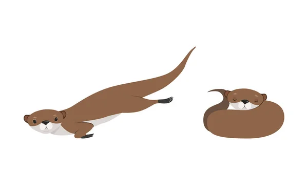 ( 영어 ) Set of Cute Weasel in Various Poses, Adnoble Funny Wild Animal in Action Cartoon Vector Illustration — 스톡 벡터