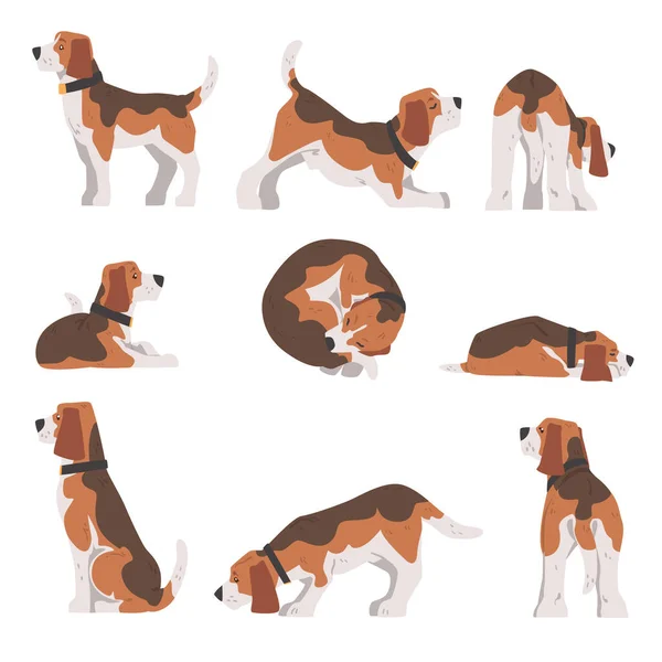 Beagle Dog em diferentes poses Set, Cão Pequeno com Casaco Branco Marrom e Orelhas Longas Beagle Cartoon Vector Ilustração — Vetor de Stock