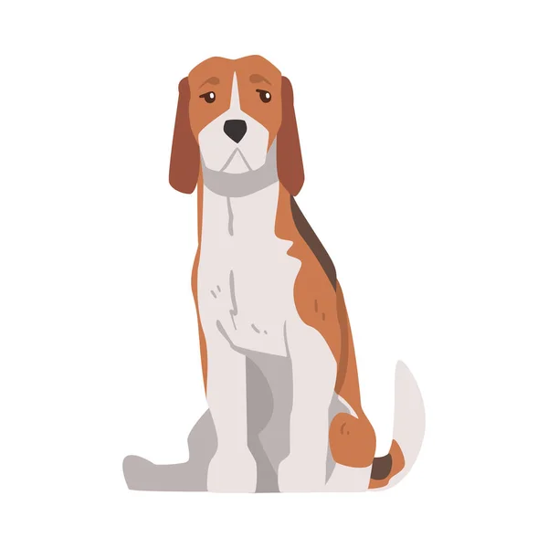 Perro Beagle Sentado Animal Mascotas, Perro de Caza con Abrigo Blanco Marrón y Orejas Largas Beagle Cartoon Vector Illustration — Archivo Imágenes Vectoriales