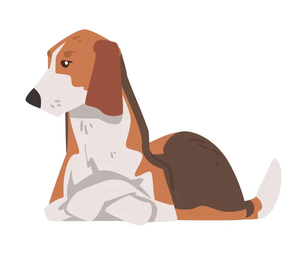 Ljugande Beagle Dog Sällskapsdjur, Jakt Hund Med Brun Vit Coat Och Långa Öron Beagle Tecknad vektor Illustration — Stock vektor