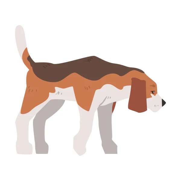 Beagle Dog Pet Animal, Perro de Caza con Abrigo Blanco Marrón y Orejas Largas Beagle Cartoon Vector Illustration — Vector de stock