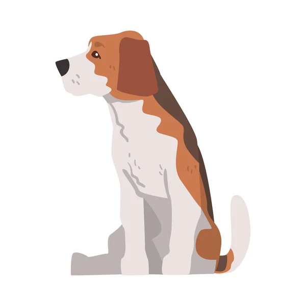 Cute Sitting Beagle Dog Pet Animal, Perro de caza con capa blanca marrón y orejas largas Beagle Cartoon Vector Illustration — Archivo Imágenes Vectoriales