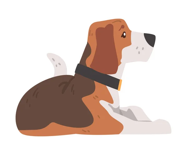 Beagle Dog Pet Animal acostado en el suelo, perro pequeño con capa blanca marrón y orejas largas Beagle Cartoon Vector Illustration — Archivo Imágenes Vectoriales