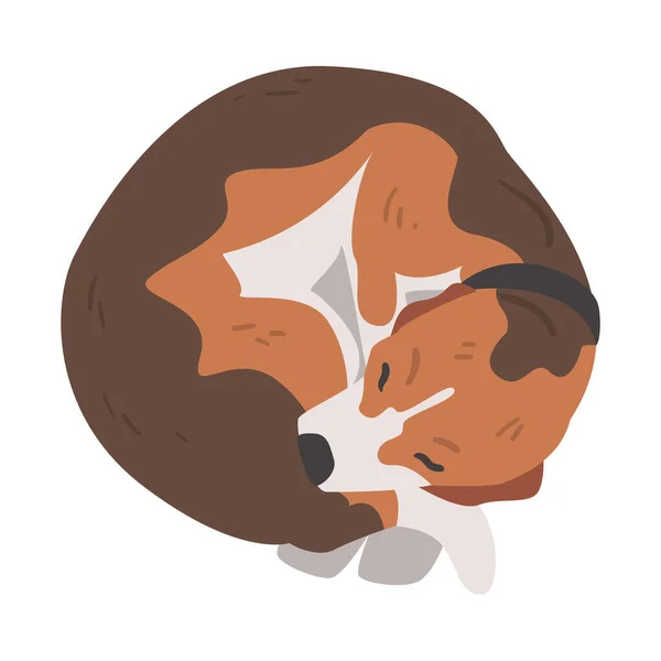 Animali domestici svegli del cane del beagle dormiente Animali, Cane da caccia con cappotto bianco marrone e illustrazione vettoriale del fumetto dell'aquila lunga — Vettoriale Stock