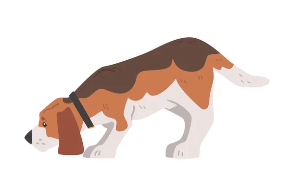 Cute Beagle pies zwierzę wąchanie ziemi, mały pies z brązowym białym płaszczem i długie uszy Beagle Cartoon wektor ilustracji — Wektor stockowy