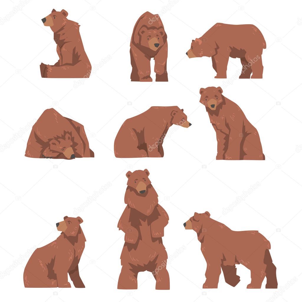 Brown Bear in Different Poses Set, Large Wild Predator Mammal Animal Sitting, Standing and Lying Cartoon Vector Illustration