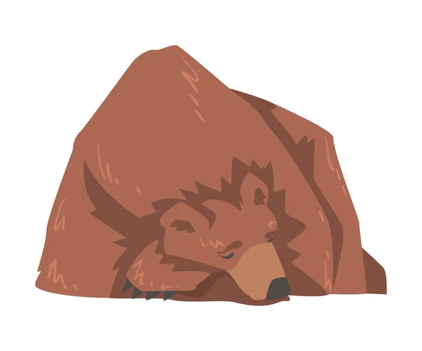 Spící medvěd hnědý ležící na zemi, velký divoký dravec savec zvíře karikatura Vektorové ilustrace — Stockový vektor