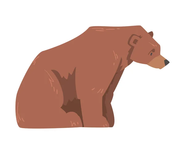 Zittende bruine beer, zijaanzicht, grote wilde roofdier zoogdier cartoon vector illustratie — Stockvector