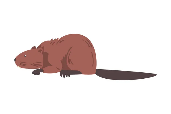 かわいい茶色のビーバー、野生のげっ歯類の動物漫画のベクトルイラストのサイドビュー — ストックベクタ
