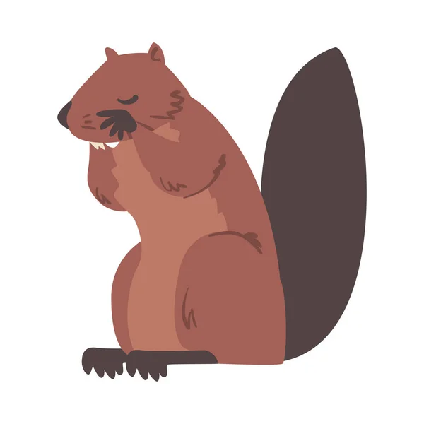 Cute Brown Beaver, Dziki Gryzonie zwierząt wektor ilustracji — Wektor stockowy