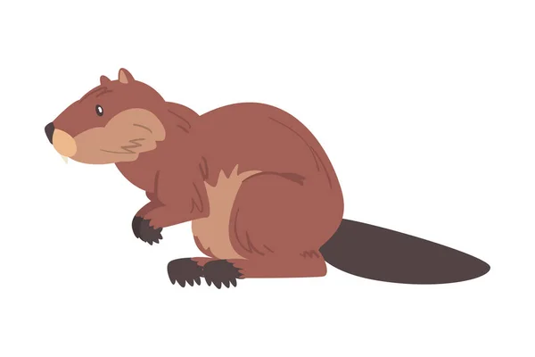 Side View of Brown Beaver, Wild Rodent Mammal Animal Cartoon Vector Illustration — 스톡 벡터