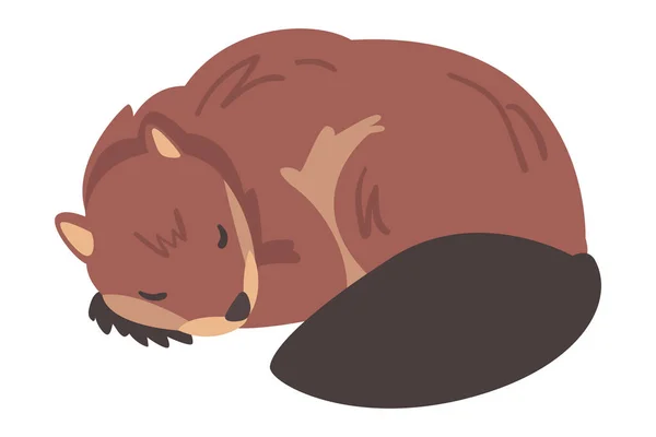 Cute Brown Sleeping Beaver, Dzikie ssaki Gryzonie Wektor kreskówek ilustracji — Wektor stockowy