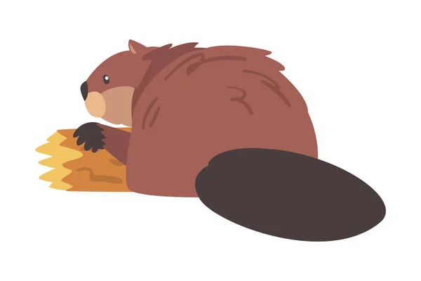 Brown Beaver Gnawing Log, Wild Rodent Mammal Animal Cartoon Vector Ilustração — Vetor de Stock