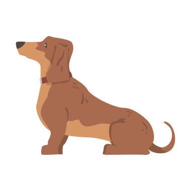 Dachshund ya da Porsuk Köpek kısa bacaklı ve uzun gövdeli Yakalı Oturan Vektör Resimli Hound Breed