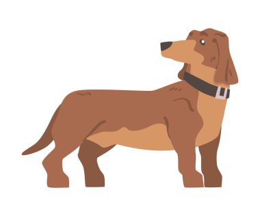 Dachshund ya da Badger Dog: Kısa bacaklı ve Uzun Vücutlu Yakalı Vektör Resimli Hound Breed