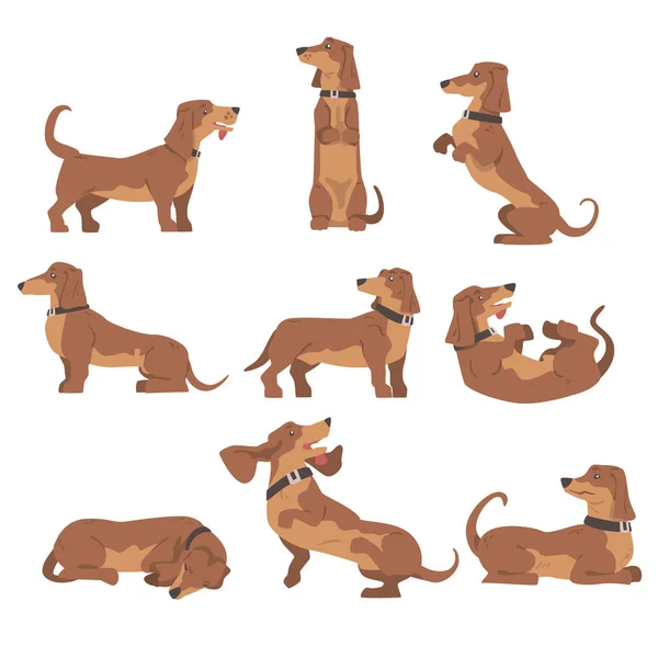 Chien dachshund ou blaireau comme race de chien à pattes courtes et à corps long avec collier dans différents Poses ensemble vectoriel — Image vectorielle