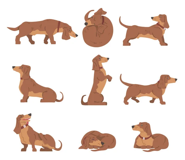 Dachshund 또는 Badger 개로 짧은 다리와 긴 다리를 가진 사냥개 다양 한 Poses Vector 세트에서 Collar 와 호흡 — 스톡 벡터