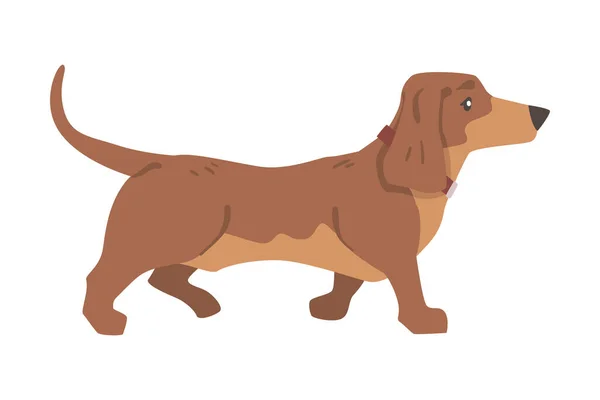 Dachshund or Badger Dog as Short-legged and Long-bodied Hound Breed with Collar Walking Vector Illustration — Vector de stock