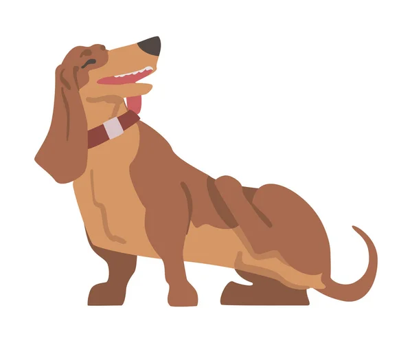 Dachshund of Badger Dog als Kortbenige en langlijnige Hond Ras met Halsband Staande en Krabben Vector Illustratie — Stockvector