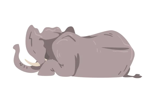 Elefante mentiroso como gran animal africano con tronco, tobillos, orejeras y patas enormes Vector Ilustración — Vector de stock