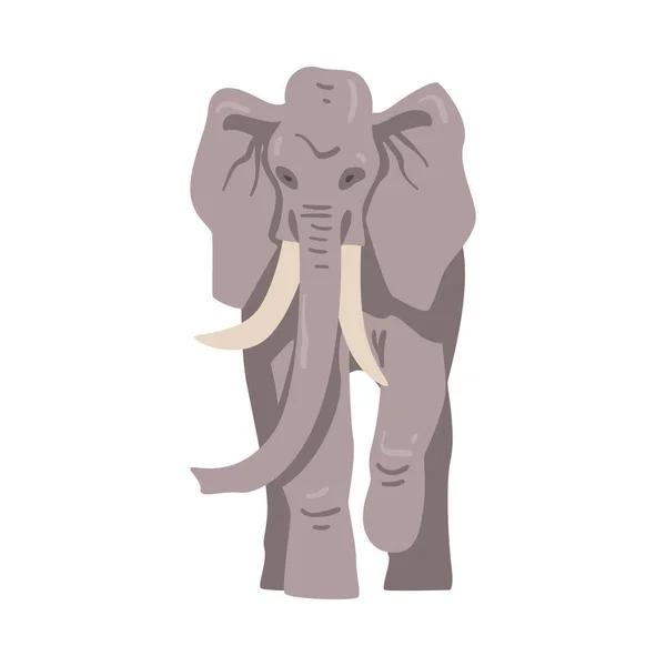 Elefante andante como gran animal africano con tronco, tobillos, orejeras y patas masivas Vector Ilustración — Vector de stock
