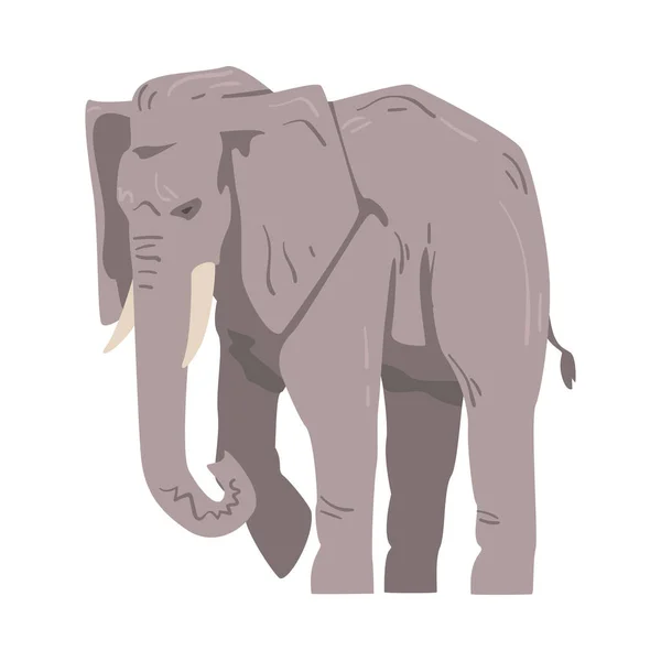 Elefante andante como gran animal africano con tronco, tobillos, orejeras y patas masivas Vector Ilustración — Vector de stock