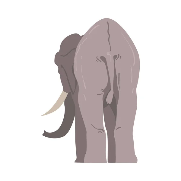 Elefante de pie como gran animal africano con tronco, tobillos, orejeras y patas enormes Vista posterior Vector ilustración — Vector de stock